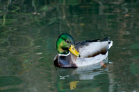 Ducks at Lake Temescal