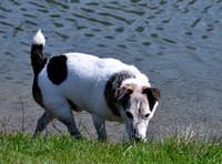 Dog Trot  March, 2009