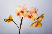 orchids oct 19, 2013